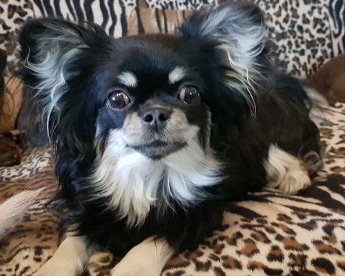 чихуахуа чёрная